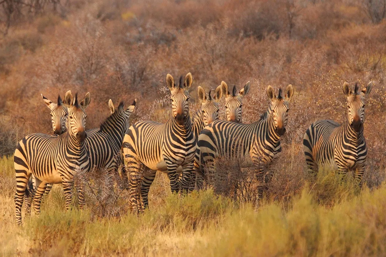 Professional chauffeur and executive car service in Johannesburg, South Africa