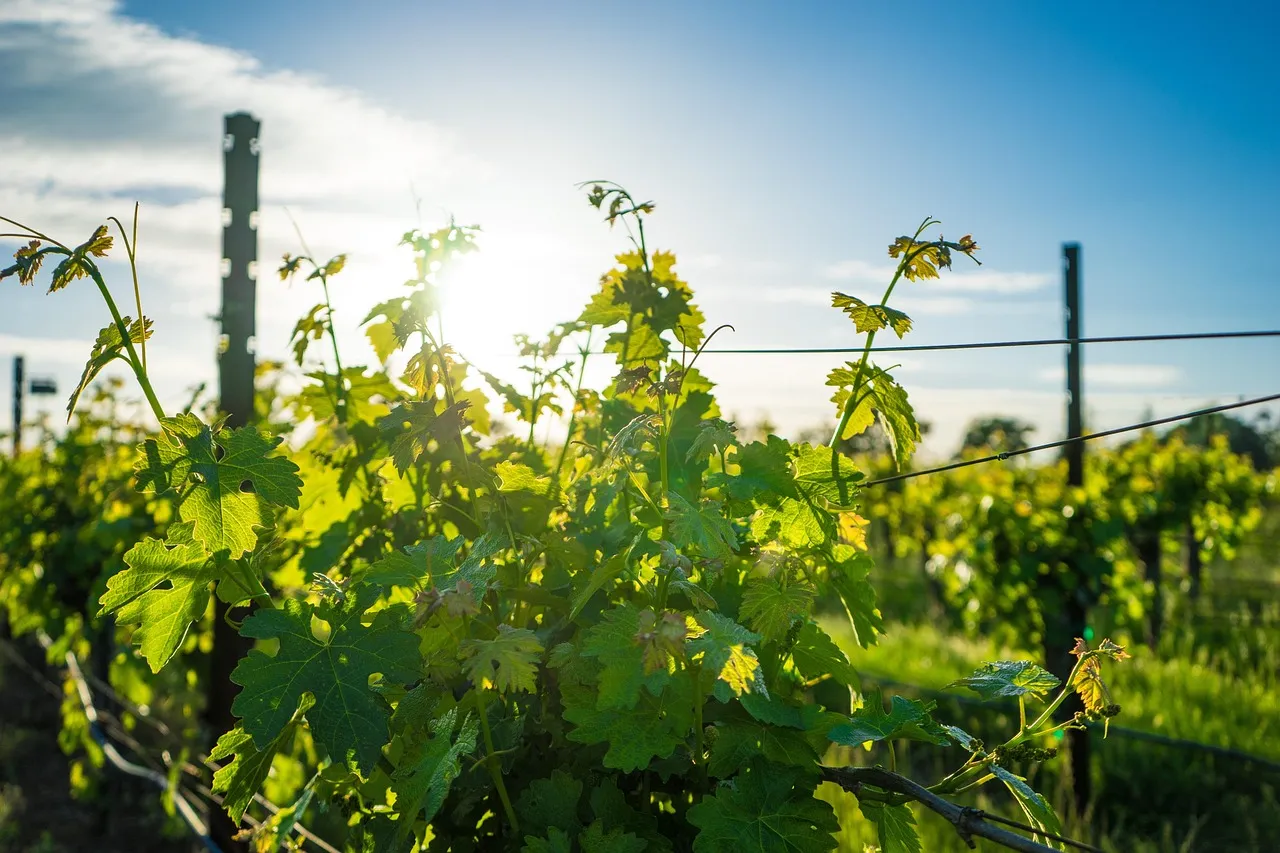 Vineyards in the Lodi wine region, California