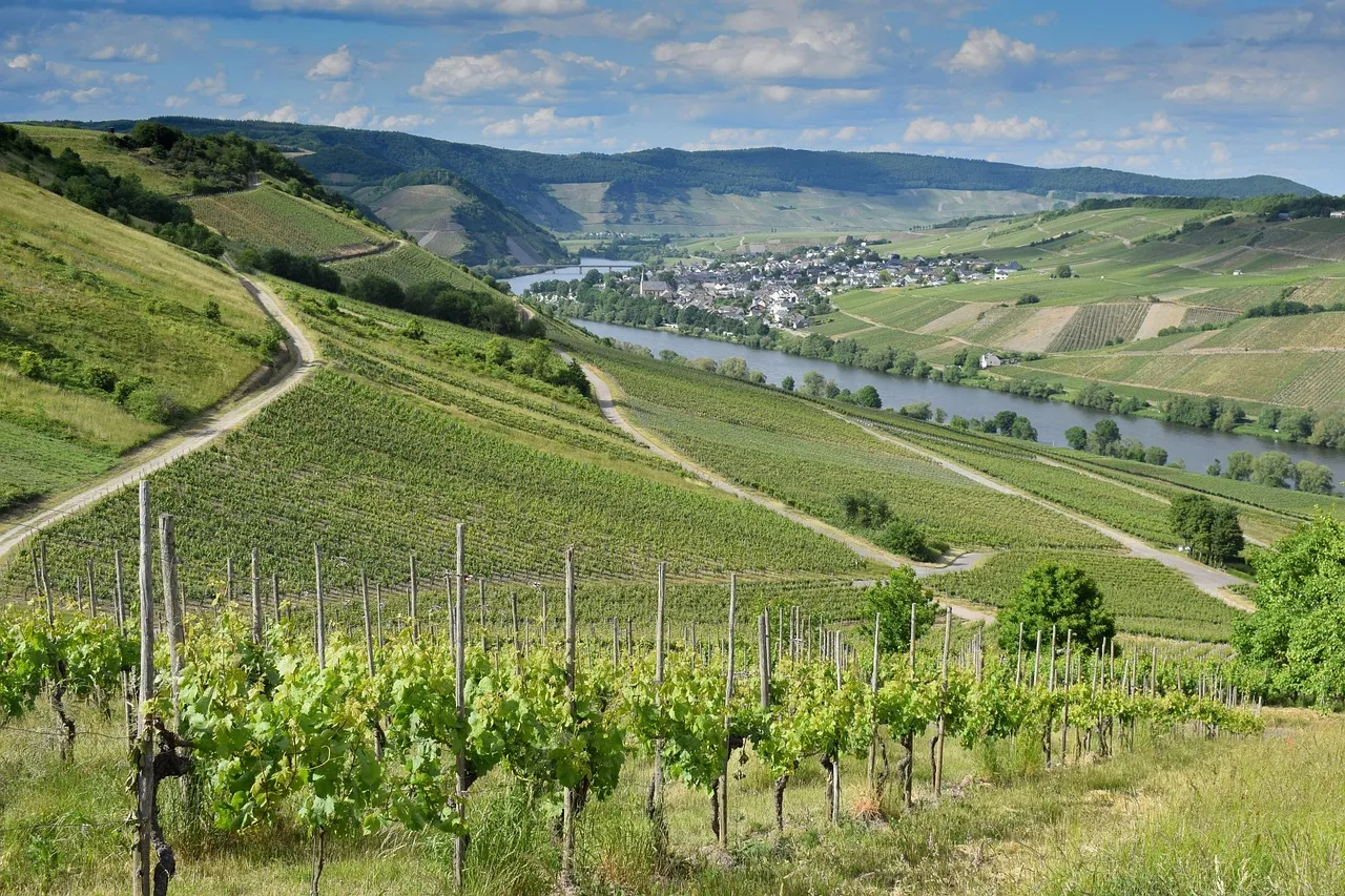 Vineyards in the Mendocino wine region, California
