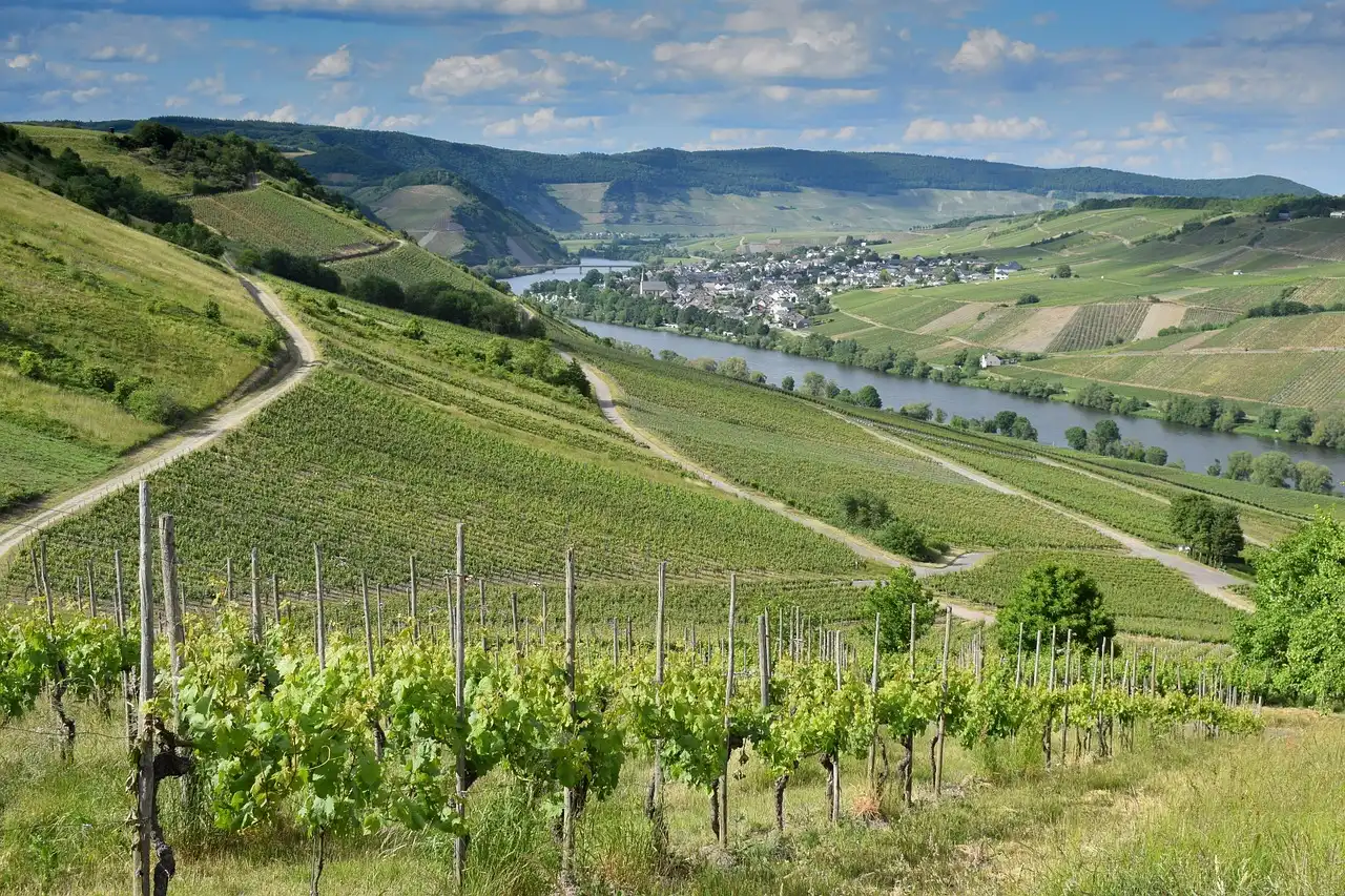 Chauffeured wine tours through the vineyards of Mendocino, California