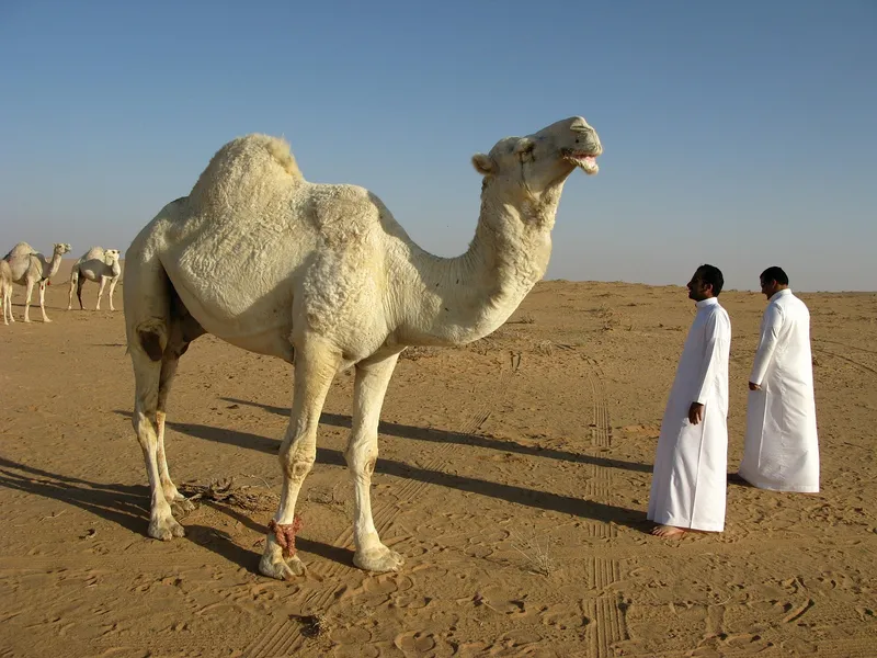 Riyadh chauffeur service
