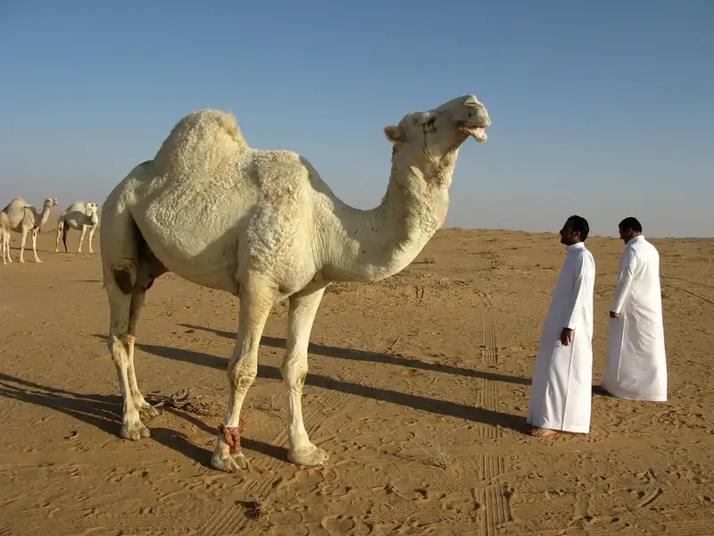 Riyadh chauffeur service